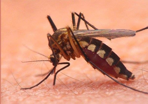 Sivrisinek alarmı! İzmir de dahil 13 il için uyarı