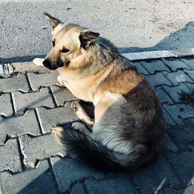 Muğla�da sahibinin terk ettiği köpek dolmuş durağından ayrılmıyor