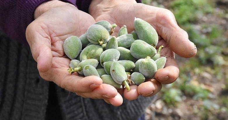 Mevsimin ilk çağla bademi üreticisini mutlu etti