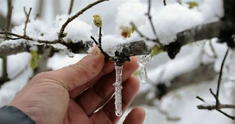 Meteorolojiden Kütahya için zirai don uyarısı