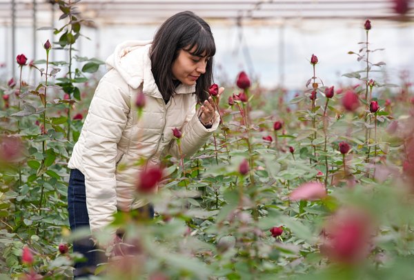 İzmir’de Sevgililer Günü mesaisi: Hasat hız kazandı