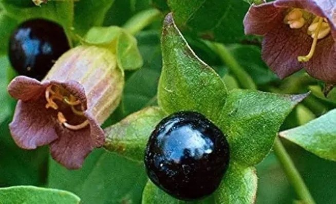 Faydaları var ama kullanımı riskli! Güzelavrat otu nedir?