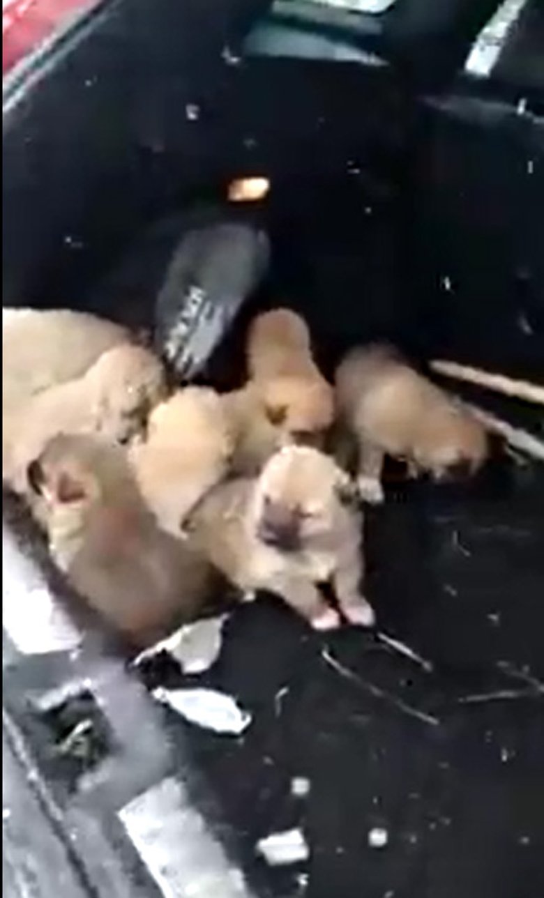 İkisi yavru 3 köpek donmak üzereyken kurtarıldı