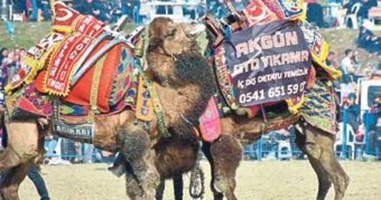 Buharkent, deve güreşi festivaliyle renklendi