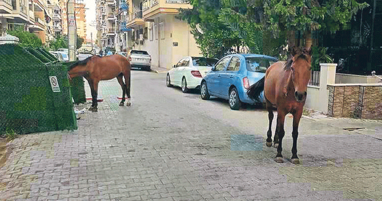 Başıboş atlar çöpte yemek arıyor