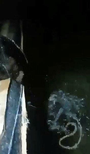 İzmir’de kaçak deniz patlıcanı avlayan 5 kişiye para cezası kesildi