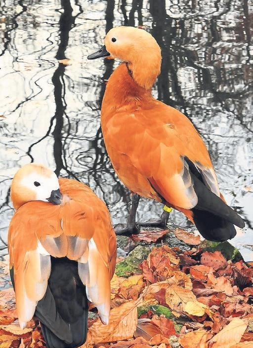 Aşkı ‘Angut’ kuşu gibi yaşamak