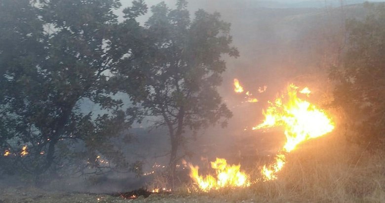 Manisa’da korkutan yangın! Zeytin ağaçları zarar gördü