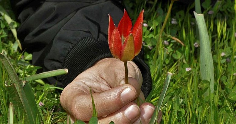 Dikkat! Dokunan yanar... Manisa’da yetişiyor