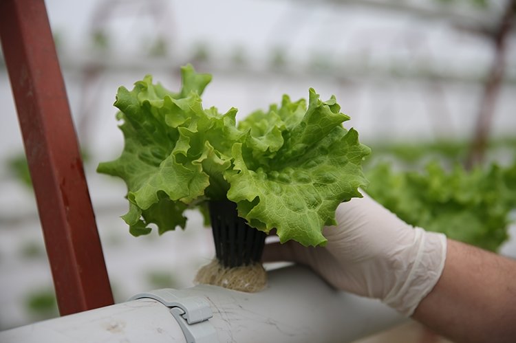 Seferihisar’da topraksız çiftçi