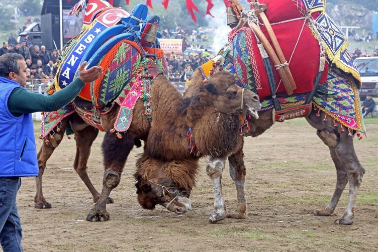 Muğla’da 22 yıldır devam eden gelenek! Festival havasında deve güreşi