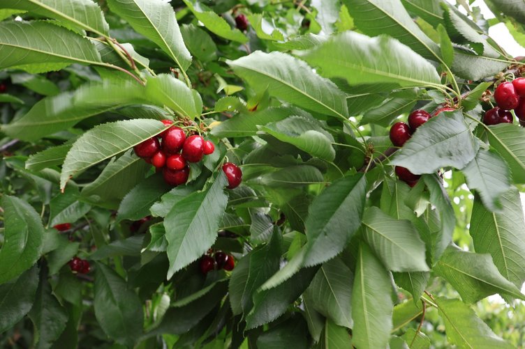 Ege’den dünyaya gönderiliyor! Kiraz ihracatında 300 milyon dolar hedefi