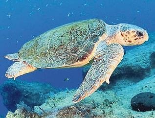 Siz hiç caretta gördünüz mü?