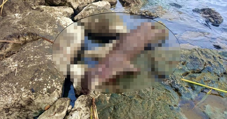 Fethiye’de vahşet! Nesli tükenme tehlikesindeki su samuru tüfekle ateş edilerek öldürüldü