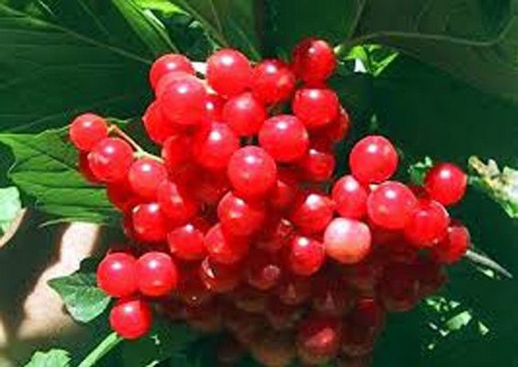 Gilaburu neye iyi gelir? Gilaburunun faydaları nelerdir?