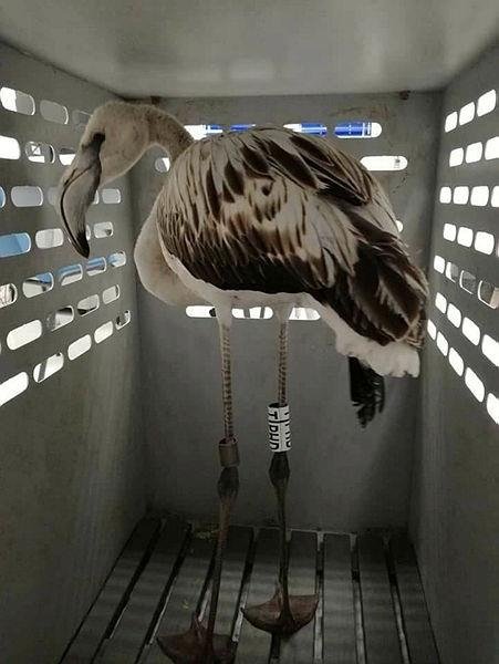 İzmir’de halkalanan flamingolardan ilk haber