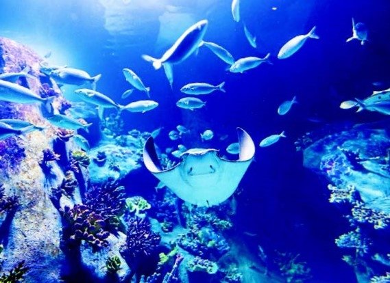 Funtastic Aquarium İzmir’in simgesi oldu