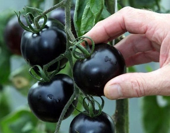 Tek bir tohumu kanserle savaşıyor...Doğal kemoterapi etkisi yaratıyor!