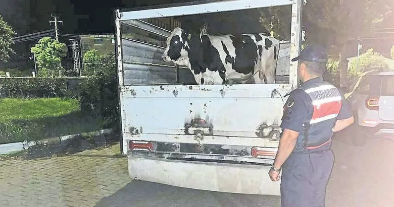 365 bin liralık hayvan vurgunu jandarmaya takıldı