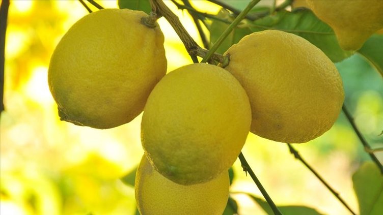 Her sabah aç karnına limonlu su içerseniz 30 gün sonra vücudunuzdaki değişime inanamayacaksınız