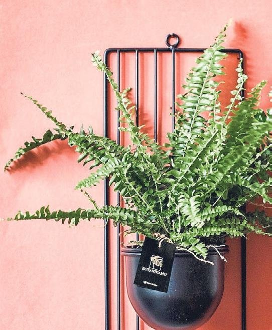 Radyasyonla savaşan bitkiler! Hayat kurtarıyor