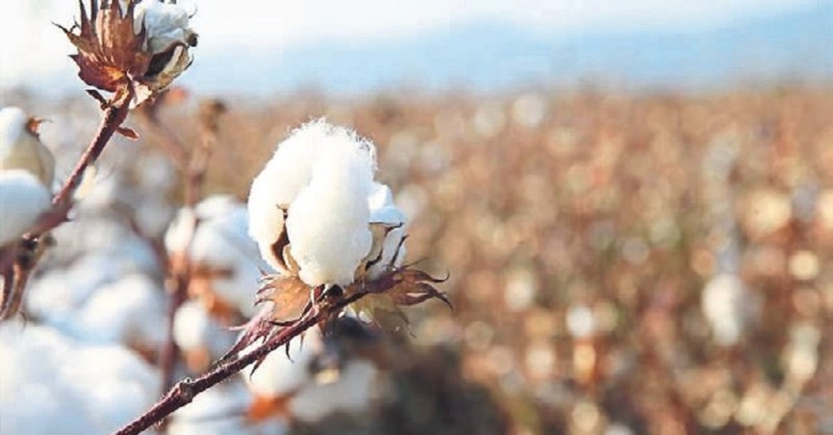 Tekstil sektörü doğal pamuğa yöneldi