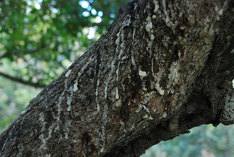 Çeşmeli sakız üreticileri, Yunanistan’la rekabet etmek için kolları sıvıyor