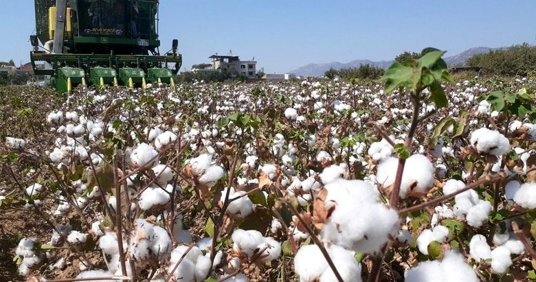 Aydın’da pamuk, kuraklığa rağmen üreticisini sevindirdi