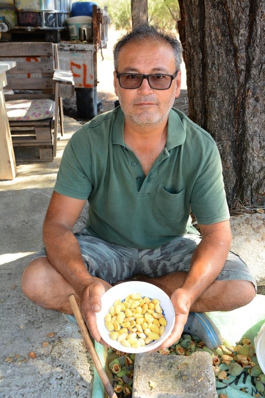 Datça’da taze badem hasadı başladı, sadece 20 gün devam ediyor