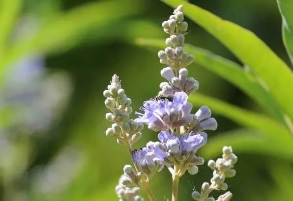 Hayıt otu nedir? Hayıt otunun faydaları nelerdir? Hayıt otu ne işe yarar?