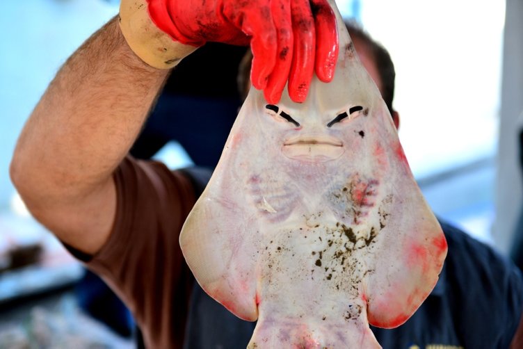 Balıkçıların yeni kabusu: İnsan yüzlü sapan balığı