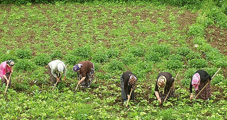 Manisa’da tarım alanları arttı