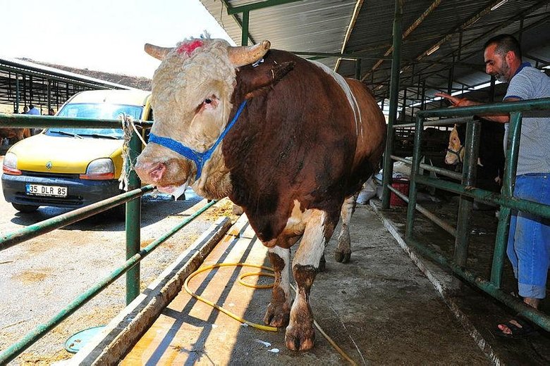 Kurbanlık tosun otomobil fiyatına satışa sunuldu