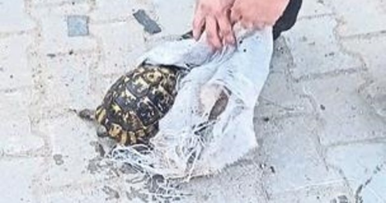 Aydın’da kaplumbağa kurtarma operasyonu