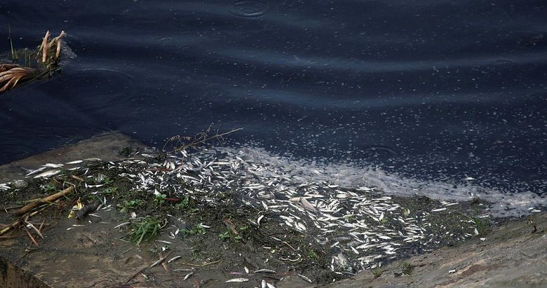 Çine Çayı’ndaki balık ölümleri şoke etti