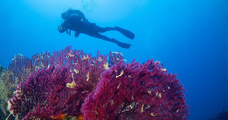 Ayvalık’ın saklı hazinesi kırmızı mercanlar böyle görüntülendi