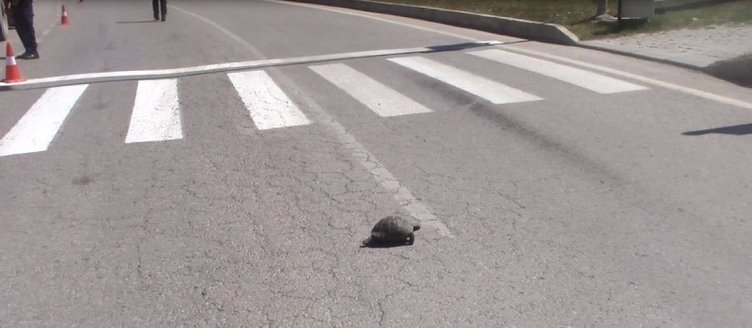 Kütahya’da yaya geçidinden geçen kaplumbağa trafiği durdurdu
