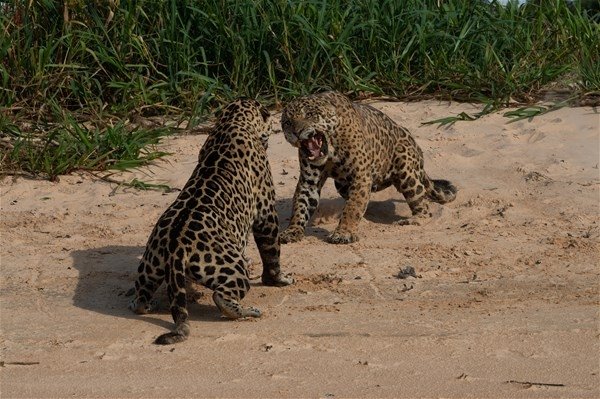 Vahşi doğada ölümcül karşılaşma! İki jaguar...