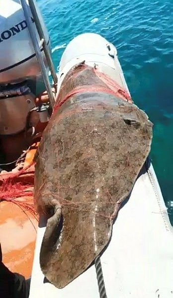 İzmir’de ağlara takılı dev vatoz kurtarıldı