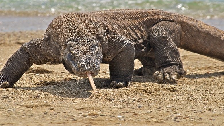 Komodo ejderinin ölümcül sırrı ortaya çıktı