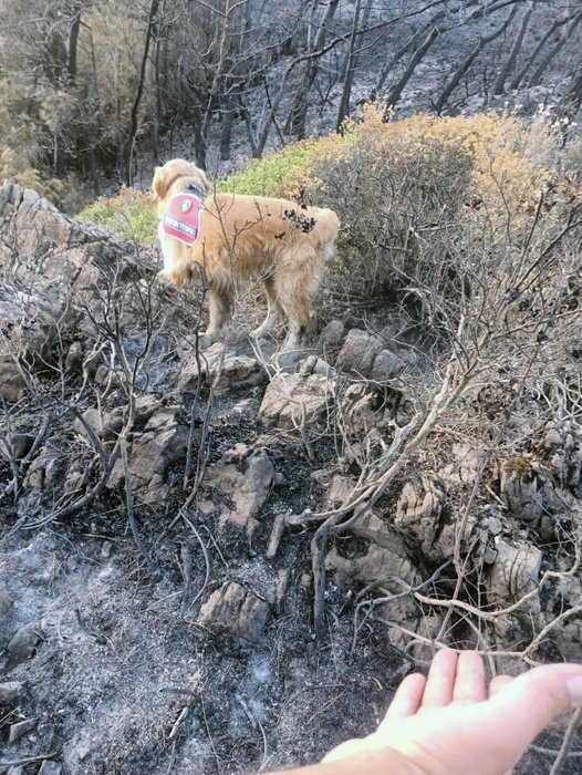 Yangının çıktığı noktayı ‘Kadro’ buldu! Bunu yapabilen tek köpek