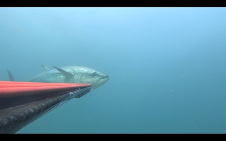 Çanakkale’de zıpkınla avladı! 180 cm boyunda 100 kilo ağırlığında