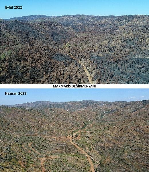 Marmaris’te yanan ormanlar yeni haliyle görüntülendi: Küllerinden yeniden doğdu