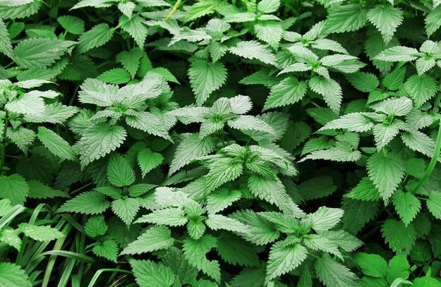 Isırgan otu neye iyi gelir, faydaları neler?