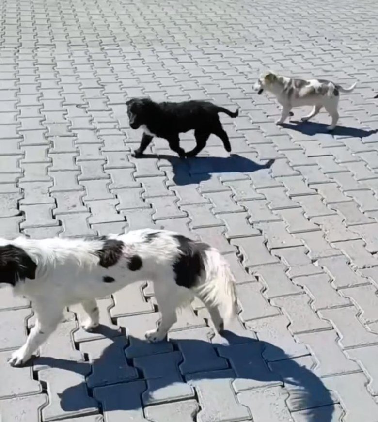 Köyceğiz’de köpek saldırısına uğrayan çocuğun ailesi konuştu