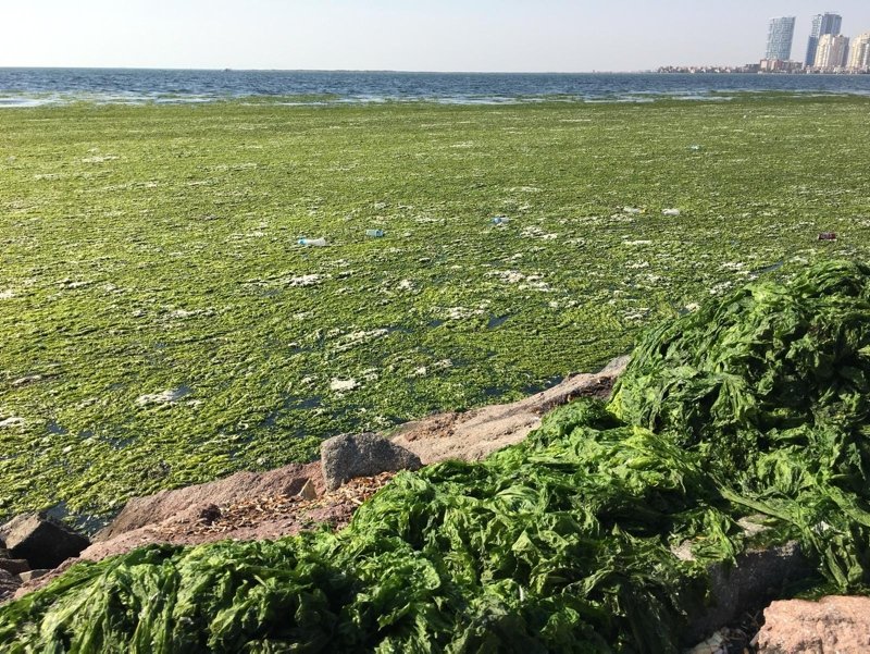 İzmir Körfeziânde ürküten görüntü