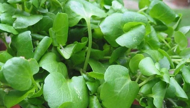 Bu bitkinin faydaları saymakla bitmiyor! A, K ve C vitaminlerine yüksek oranda sahip