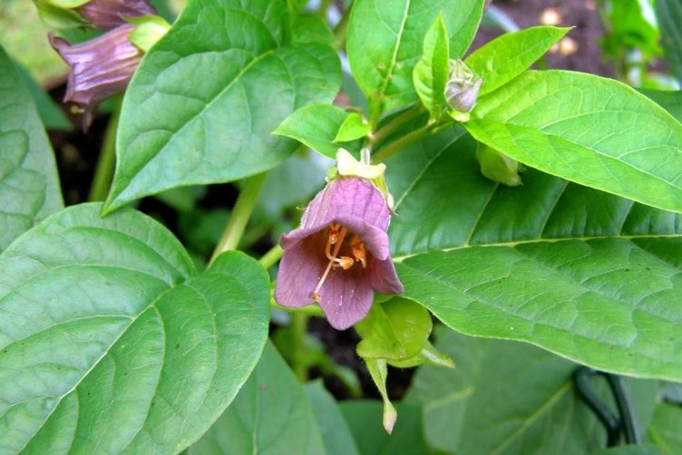 Faydaları var ama kullanımı riskli! Güzelavrat otu nedir?