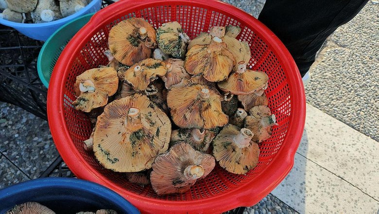 Kilosunu 200 liraya satıyorlar! Kırmızı melki sezonu başladı