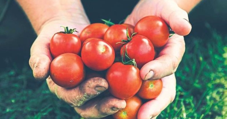 Rus sofralarında Türk domatesi artıyor